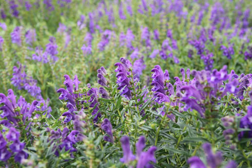 黄今.jpg 黄今.jpg