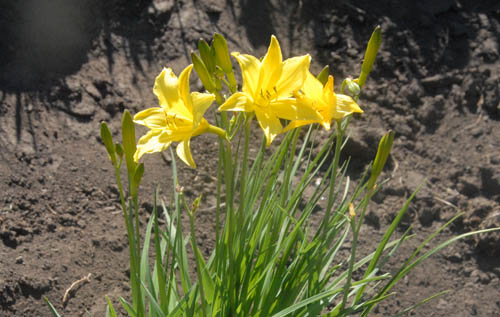 小黄花.jpg 小黄花.jpg