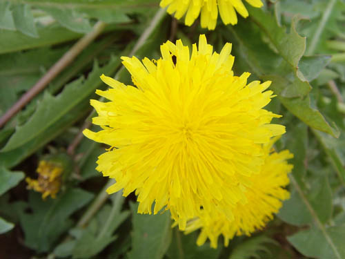 蒲公英.jpg 蒲公英.jpg