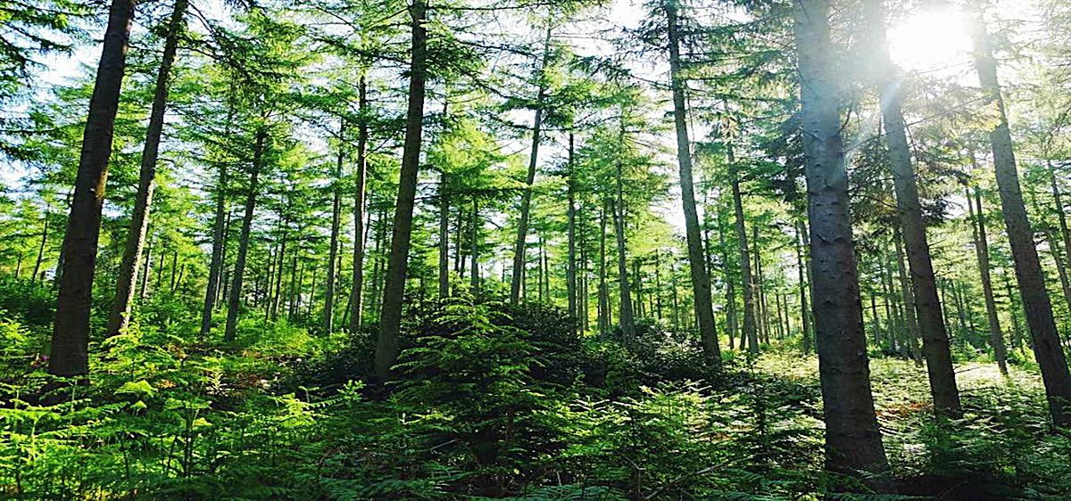 树林.jpg 树林.jpg