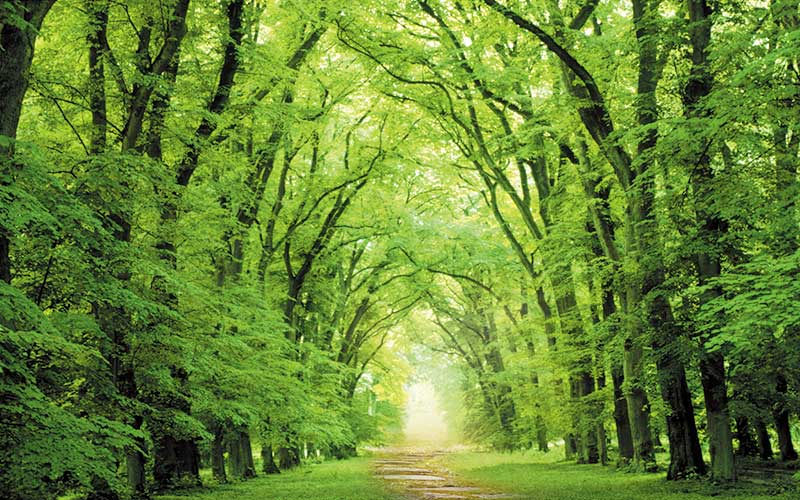 造林.jpg 造林.jpg