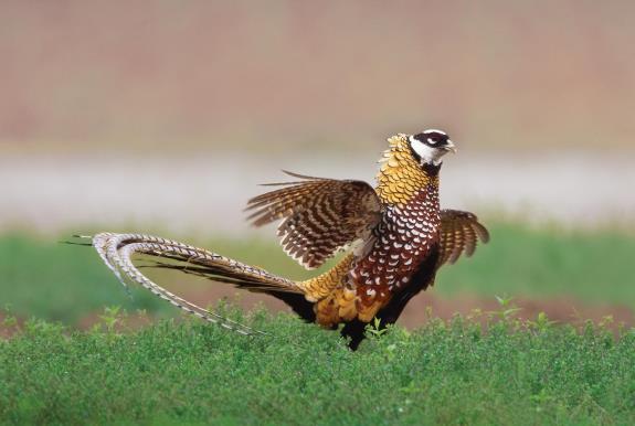 一级动物2.jpg 一级动物2.jpg