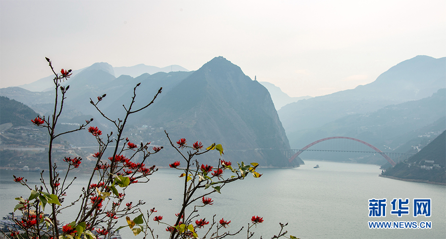 刺桐花.jpg 刺桐花.jpg