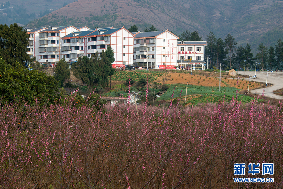 桃梅花.jpg 桃梅花.jpg