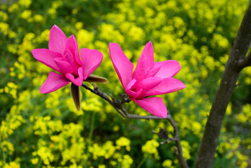 红花玉兰.jpg 红花玉兰.jpg