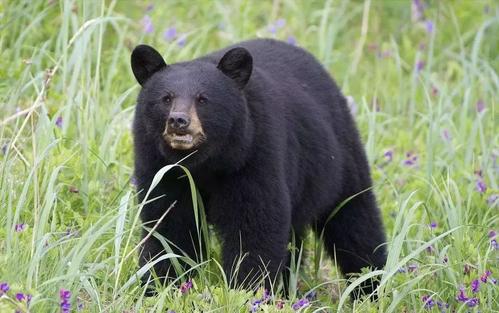 黑熊.jpg 黑熊.jpg