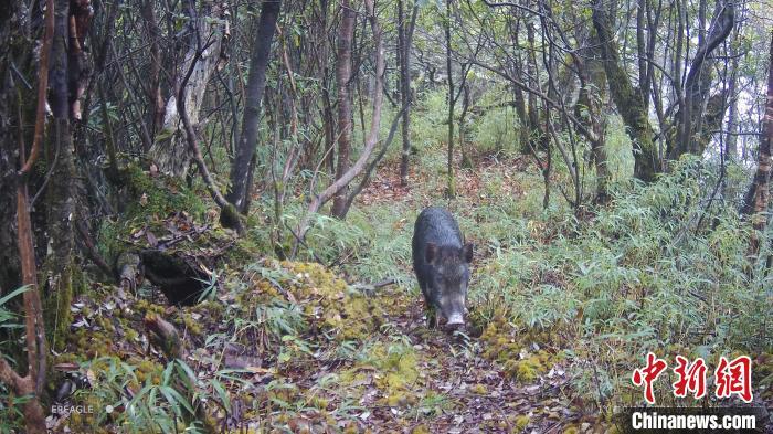 一头野猪慢悠悠穿过树林。 大熊猫国家公园大邑管护总站供图