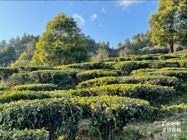 双柏县白竹山茶业:以“茶”致富，谋划生态致富经（马艺宁 摄）