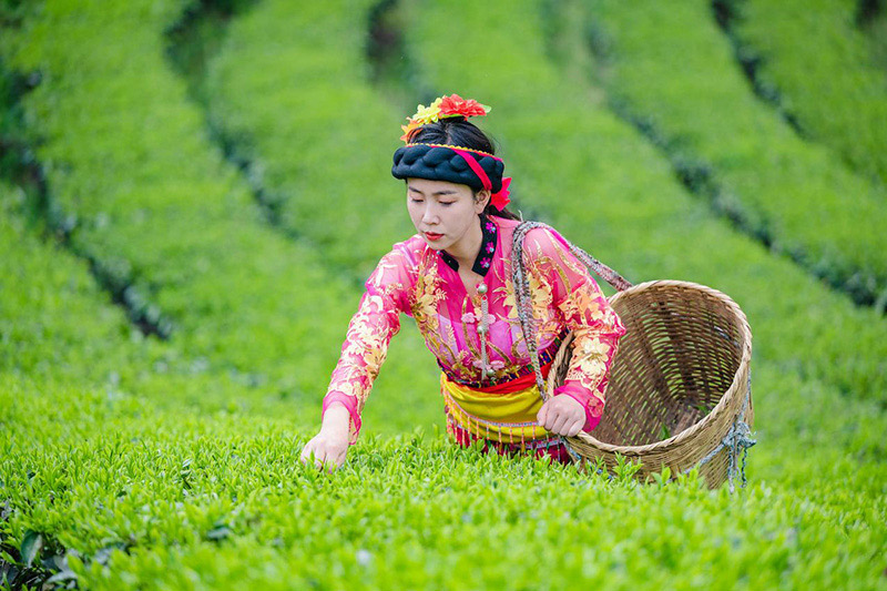 茶旅融合助力乡村振兴。 龚德涛摄