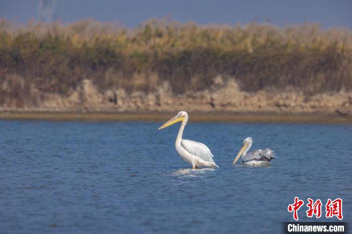 国家一级保护野生动物白鹈鹕再现河北曹妃甸