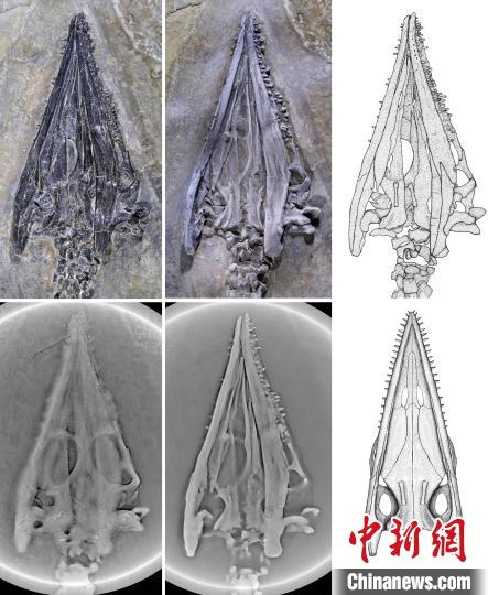 奇异罗平龙头骨断层扫描及腹面复原图。　中科院古脊椎所 供图