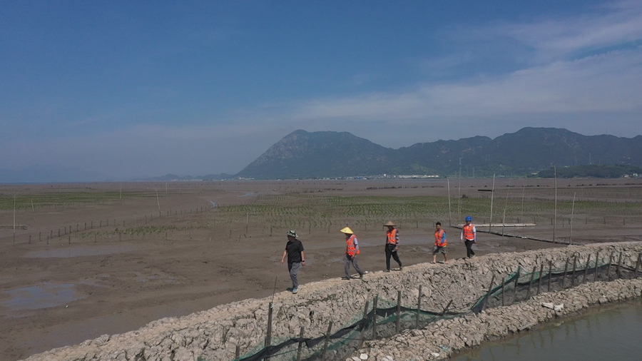 近年来，霞浦县大力推广红树林种植，面积已达5000多亩，显著改善了滩涂生态环境。叶志坚 杨锋摄