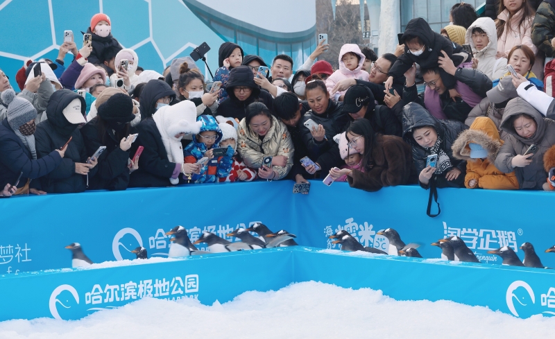 哈尔滨极地公园“淘学企.jpeg