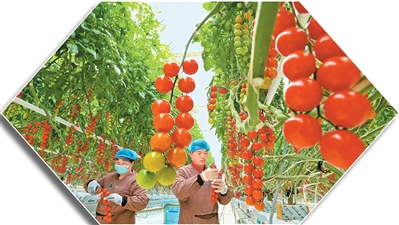 1765259524545435.jpg 甘肃省张掖市甘州区采用.jpg