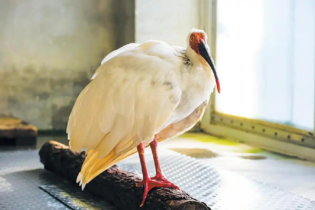 1765265672827280.png 朱鹮“平平”。.png