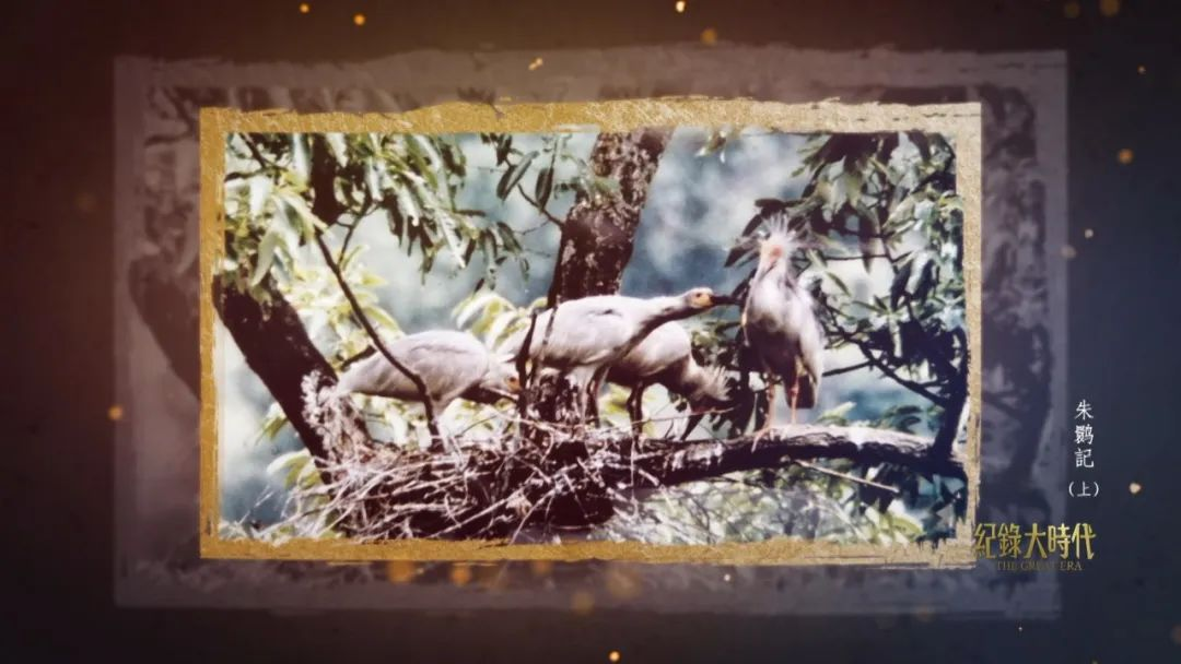 1765265688343145.png 被发现的首批朱鹮。.png