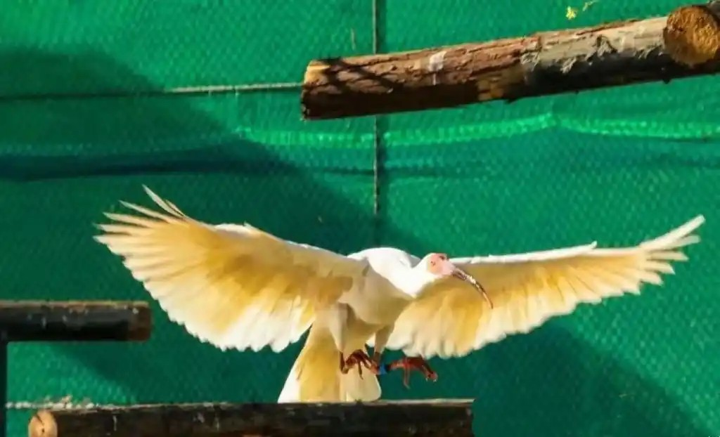 1765265760406763.png “平平”生前剪影。 .png