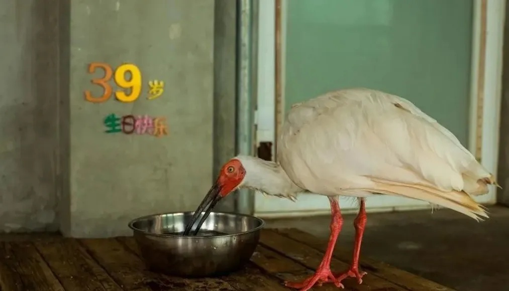 1765265773791967.jpg “平平”的生日。.jpg