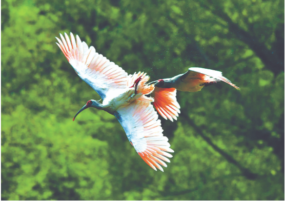 1765265829235171.png 丁长青的第一个111.png