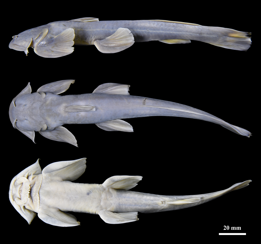 1765790494199801.png 图为鮡科鱼类新物种“疣叶凿齿鮡”。.png