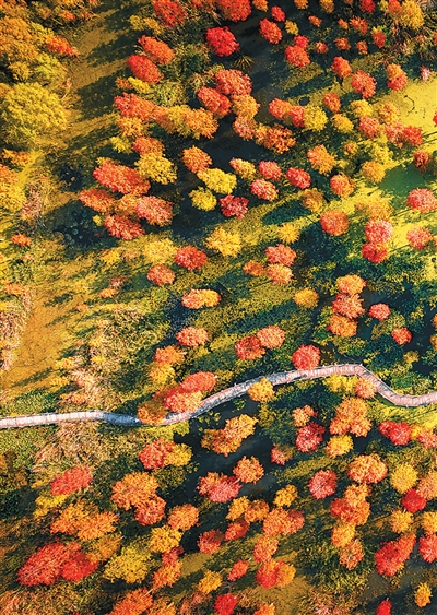 1765863157325983.jpg 秋末冬初,池.jpg