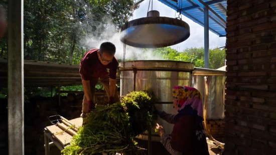 勐腊县来伞伞都合作社社员在粗提炼跳蚤草植物精油。.jpg