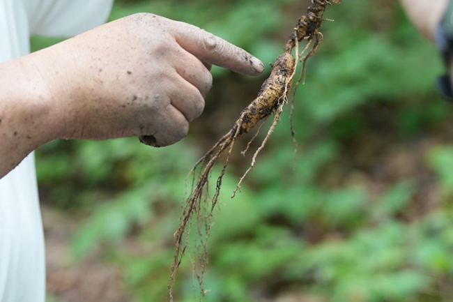 刚刚被“抬出”的林下人参。人.jpg