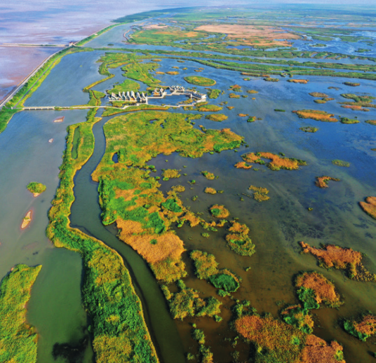 1769419343907661.png 图为上海崇明东滩鸟类国家级自然.png