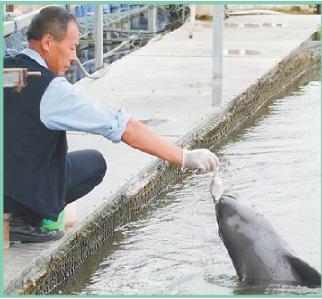 1770025441822916.png 在湖北石首市长江天鹅洲白鱀豚.png