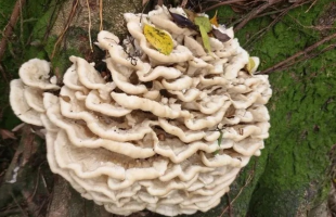 首次发现此真菌 广西发现花状肉齿耳