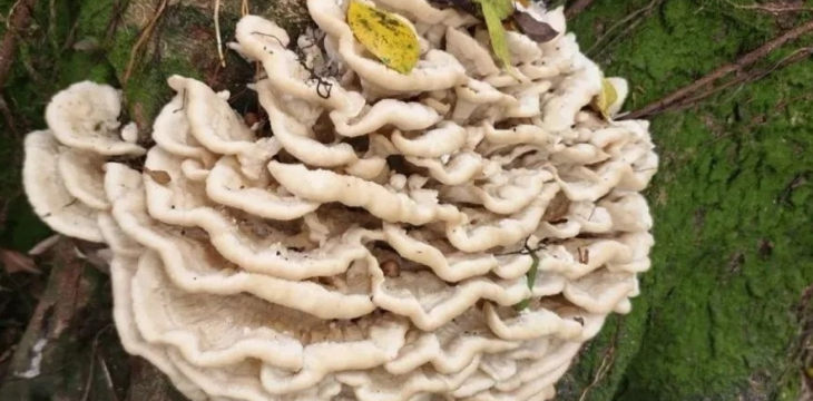 首次发现此真菌 广西发现花状肉齿耳