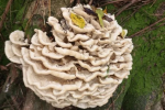 首次发现此真菌 广西发现花状肉齿耳