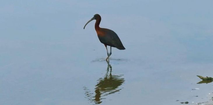 国家一级保护动物彩鹮时隔15年再现河北衡水湖