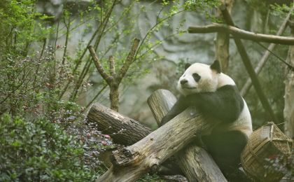 首批5个国家公园全部完成确权登记
