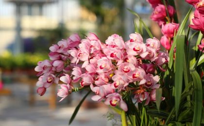 国家林草局新近发布3项花卉行业标准