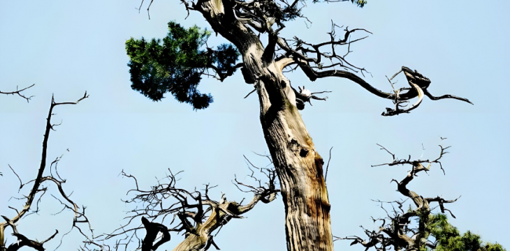千年古树有了专属“保护套餐”  
