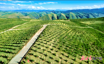 中国“三北”工程荣获“全球技术成就林业奖”