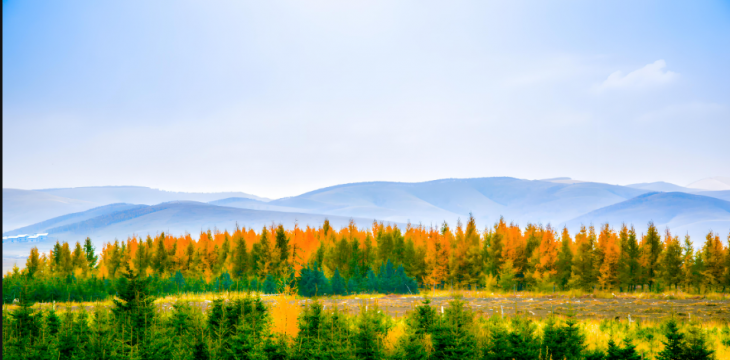 塞罕坝里“林三代”