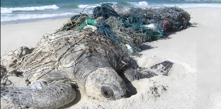交界海域废弃网具困住海洋生物？嵊泗检察机关推动跨区域协同治理