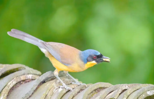 我国多个鸟类濒危物种种群稳定增长