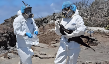 禽流感在德国快速蔓延 已扑杀约40万只禽类