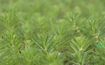 “绿色毛毯”消失了，麦穗鱼回来了