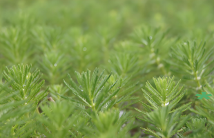 “绿色毛毯”消失了，麦穗鱼回来了