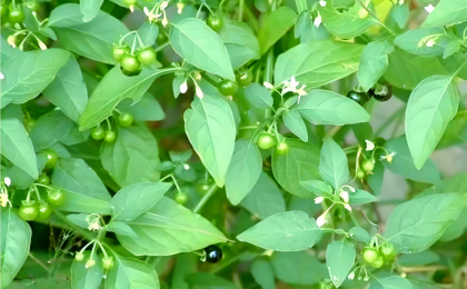 太行山下“小种植”带来“大产业”
