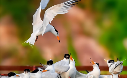 三部门重拳护鸟，这些涉鸟保护误区触碰法律红线！ ？