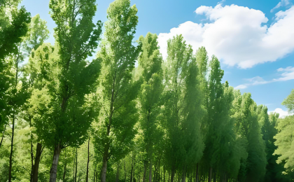 “造林承包合同”岂能成废纸一张  ？