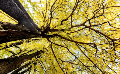 古老银杏 韵传古今   