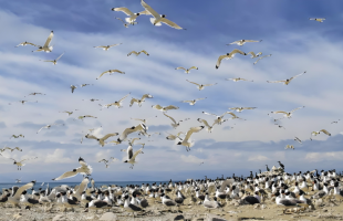 让迁徙之路洒满羽翼的光影   