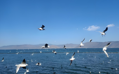 洱海好风景带来发展好光景    