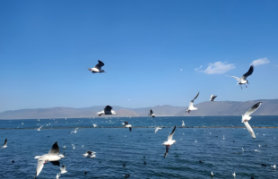 洱海好风景带来发展好光景    